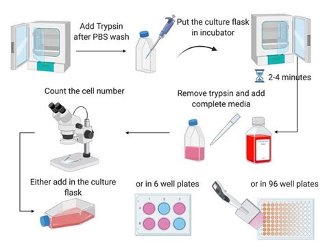 protocol plate|pbs washing cells plate protocol.